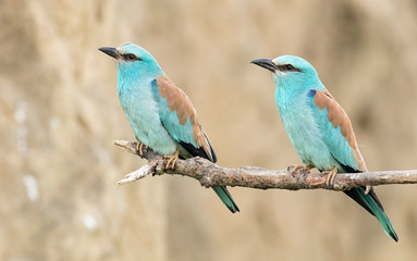 European Roller breeding performance
