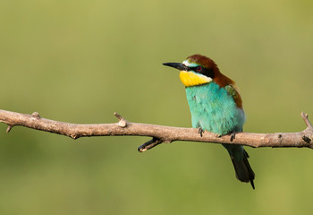 Common bee-eater pair in breeding season