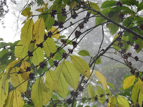 coffee plantation in lambasingi in a foggy morning