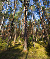 forest with different trees.