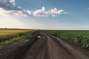 Country dirt road among fields of sunflowers and wheat. Field young sunflower. Blue sky with feathery clouds.