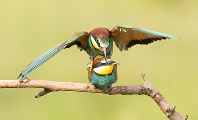 Common bee-eater pair in breeding season