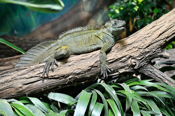 Hydrosaurus amboinensis - detail of a green lizard on a tree trunk.