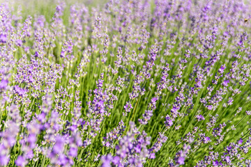 Lavender flowers at bloomed purple lavender field before sunset. Selective focus.