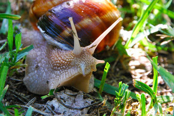 Escargots géant de Bourgogne