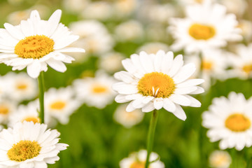 Fototapeta na wymiar Daisy flowers on green meadow. Selective focus.