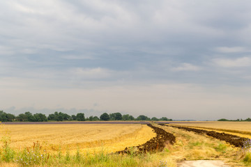 Fototapeta premium Field of Golden wheat and lavender under the cloudy blue sky, rural countryside.