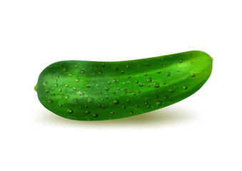 Realistic fresh cucumber on a white background, vector.