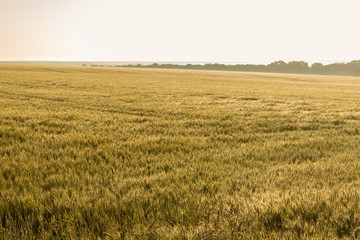 Golden wheat field wet of morning rain under the sunlight.