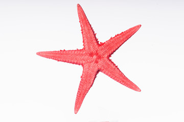 Fototapeta na wymiar Pinkish Red Starfish isolated on White