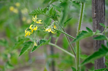Yellow flowers of tomato apple outdoors in nature.