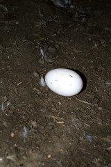 An egg isolated on farm field with duck or chicken feathers
