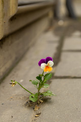 Beautiful purple white and yellow violet grew between the asphalt and concrete wall.