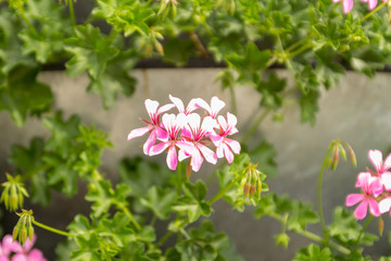 Stand with blossoming bright  Ivy-leaved pelargoniums (Pelargonium peltatum). Close up. Selective focus.