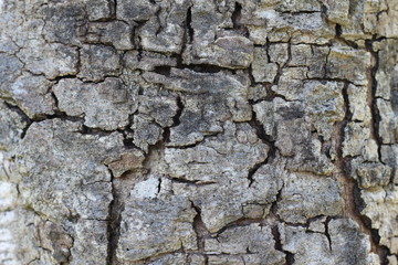 Bark old wood texture background.