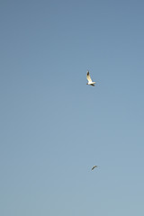 Seagulls flying in the sky.
