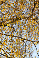 golden birch foliage