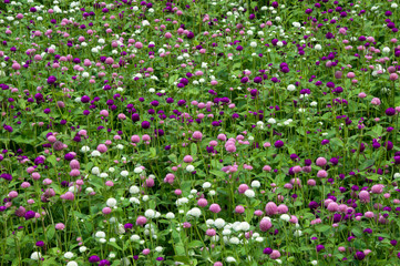 Fototapeta premium Sydney Australia, flower bed of globe amaranth flowers native to Brazil, Panama and Guatemala