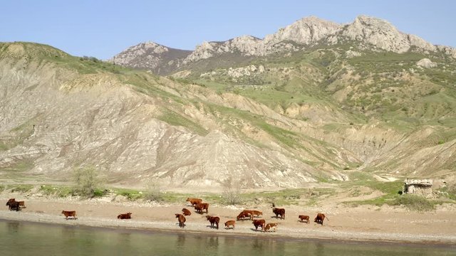 Drone aerial view. Herd cow resting on sandy sea beach. Sand covered with hoof mark. Cow stand at water edge. Sea foam touches hooves. Majestic wooded mountains and rocky cliffs on shore.