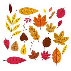 Autumn leaves vector collection