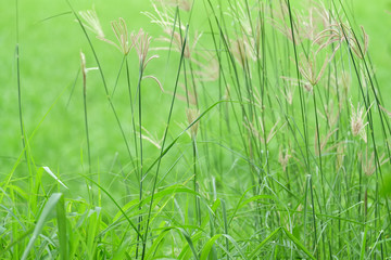 green grass on a background