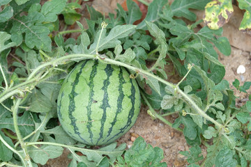 watermelon on a field