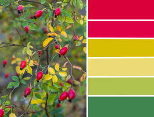 Autumn color palette. The natural palette of wild rosehips