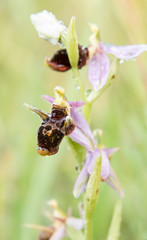 Woodcock orchid flower macro photography