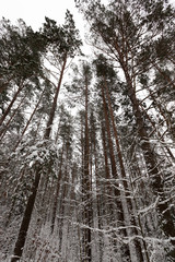 Fototapeta premium winter day after a snowfall