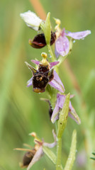 Woodcock orchid flower macro photography