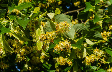 Linden branches covered with medicinal and honey flowers.