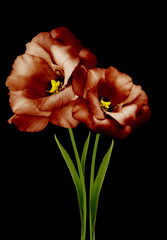 Obrazy na Szkle  eustomas vintage kwiaty czerwone na czarno na białym tle ze ścieżką przycinającą. Kwiaty na łodydze z zielonymi liśćmi. Zbliżenie. Natura.
