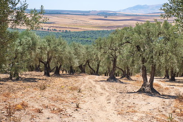 Scenic view of the landscape in Morocco through the olive trees