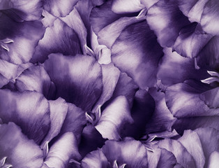 Floral vintage purple  background. A bouquet of  turquoise  flowers.  Close-up.   floral collage.  Flower composition. Nature.