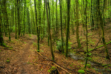 Forest landscape along the Neckarsteig long-distance hiking trail in Germany