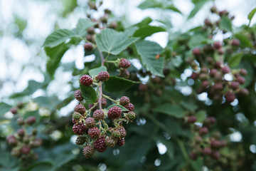 Organic unripe blackberry berries growing on a branch of a bush in a garden, agricultural background.