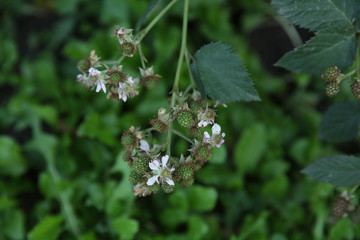 Organic unripe blackberry berries with white flowers growing on a branch of a bush in a garden, agricultural background.