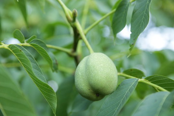 Close-up. Green organic walnuts on a tree. Walnut in green peel. Agricultural background.