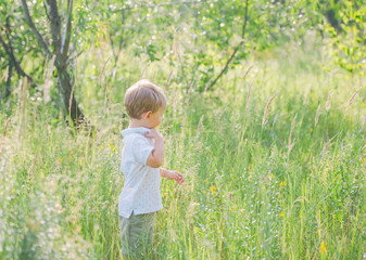 Happy little boy walking in the flowering meadow on a summer day.