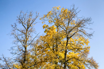 Fototapeta premium multicolored bright autumn foliage