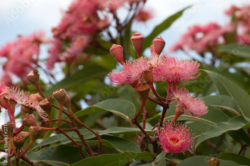 Sydney Australia Pink Flowers Of An Australian Native Sydney Australia Pink Flowers Of An Australian Native