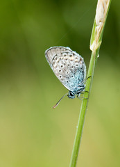 The common blue butterfly macro