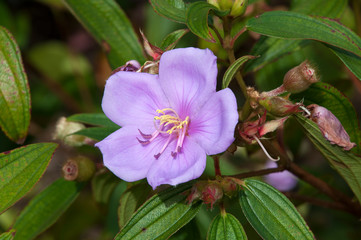 Obraz premium Sydney Australia, purple Melastoma malabathricum or Straits Rhododendron flower