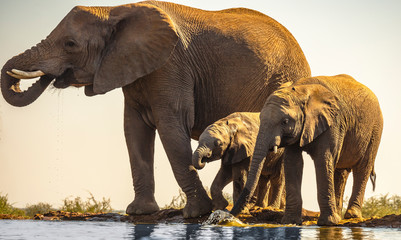 Three Elephants at a Waterhole