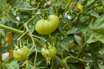 Fototapeta premium branch with green tomato