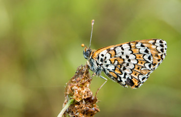 Fototapeta na wymiar Glanville Fritillary butterfly macro photography