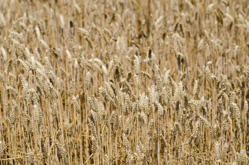 wheat field stretches as far as the eye can see, the ears swaying under the caress of the wind like a golden sea. The sunlight illuminates each ear, and fertile land is promises of abundance and food.