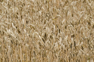 wheat field stretches as far as the eye can see, the ears swaying under the caress of the wind like a golden sea. The sunlight illuminates each ear, and fertile land is promises of abundance and food.