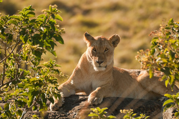 Lioness early moring light
