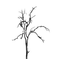Dead Tree without Leaves on white